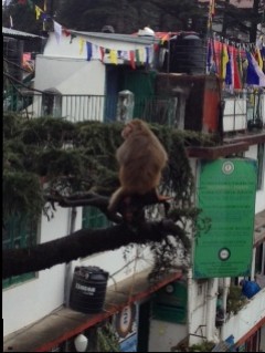 Mein Nachbar in Dharamsala